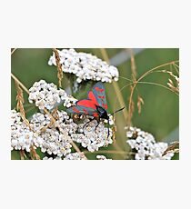 Spreading My Wings Photographic Print