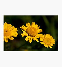 Yellow Flowers Photographic Print