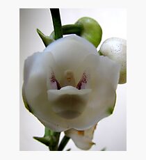 Dove Orchid Photographic Print