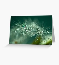 Dewdrop on Dandelion - 4 Greeting Card
