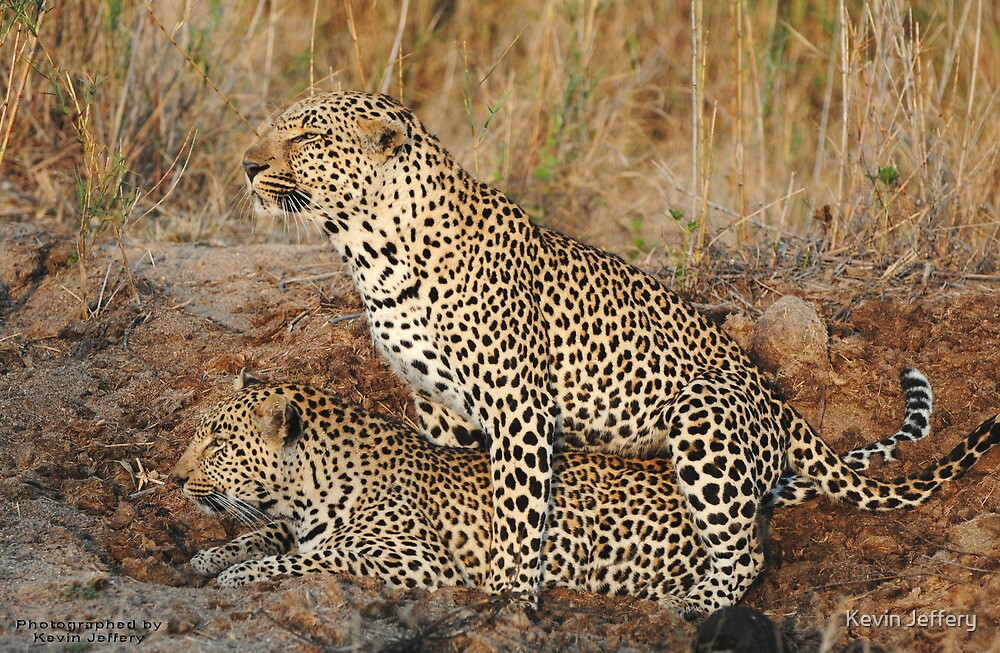 "Leopards Mating 3" by Kevin Jeffery | Redbubble