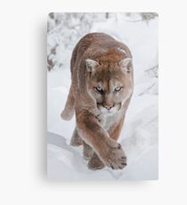 Cougar in Snow Metal Print