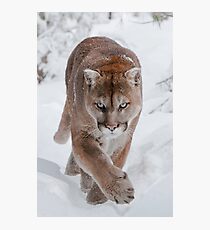 Cougar in Snow Photographic Print