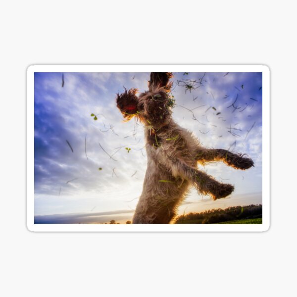 Leaping for clover Spinone Sticker