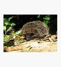 22 - HEDGEHOG IN OUR GARDEN (D.E. 2011) Photographic Print