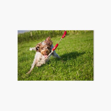 Sausage chasing Spinone Art Board Print