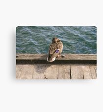 Duck! Canvas Print