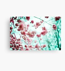Cherry Blossom Canvas Print