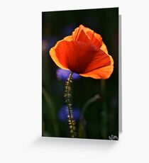 Eternal love poppies . by Brown Sugar .Favorites: 5 Views: 358 . So happy friends !!! Woo Hoo !!! Greeting Card