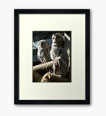 Three Barred Owls Framed Print