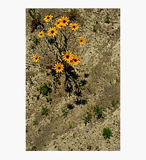 Barren Beauty Photographic Print
