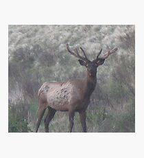 bull elk Photographic Print