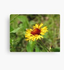 Gaillardia Leinwanddruck