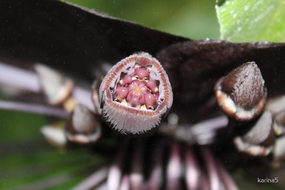 "Seeds of Adult Tacca Chantrieri" by karina5 | Redbubble