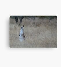 Western Grey Leinwanddruck