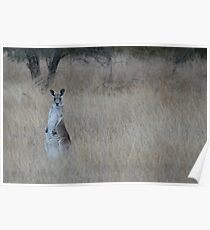 Western Grey Poster