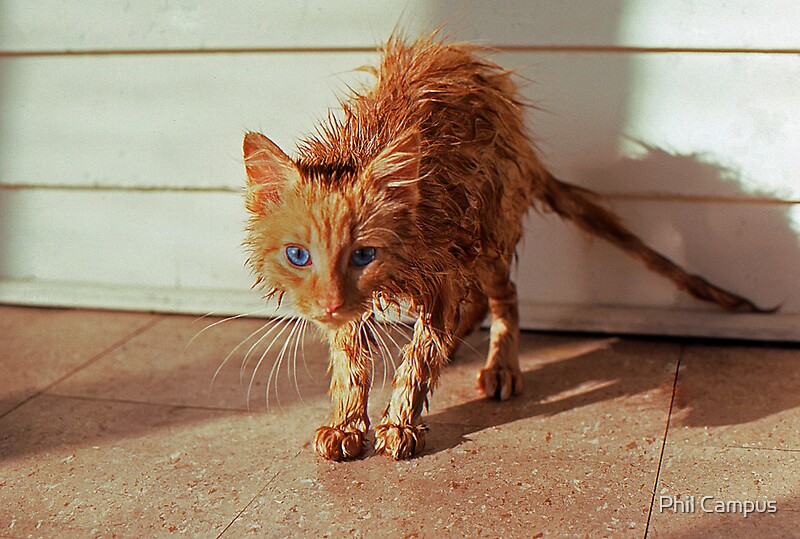 “Wet Kitty” by Phil Campus | Redbubble