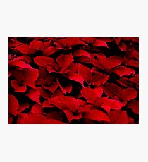 Knee Deep In the Red Photographic Print