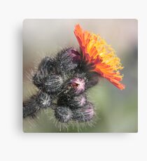beauty out of the beast Metal Print