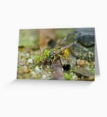 Thirsty Wasp Greeting Card