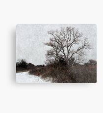 Chinaberry Tree Metal Print
