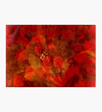 DEDICATED TO CHRIS ARMYTAGE Photographic Print