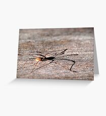 Daddy Long Legs Greeting Card