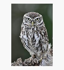 Little Owl Photographic Print