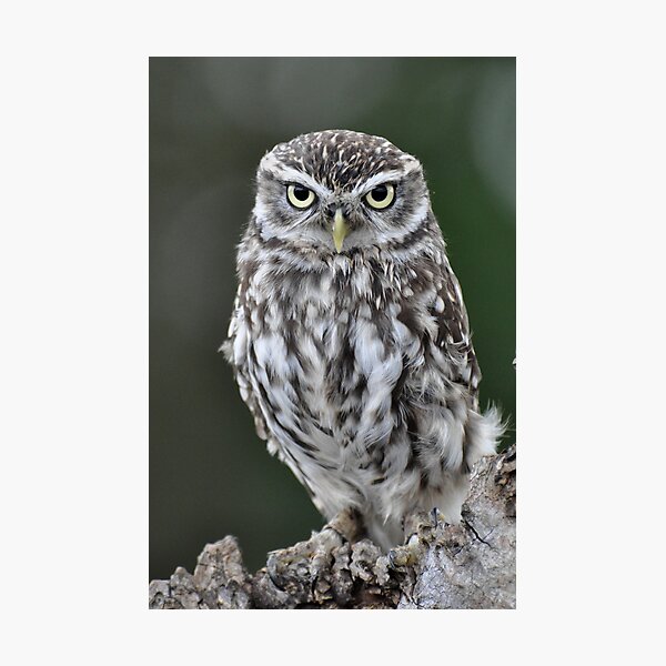 Little Owl Photographic Print