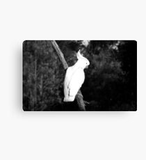 One of the neighbours Canvas Print