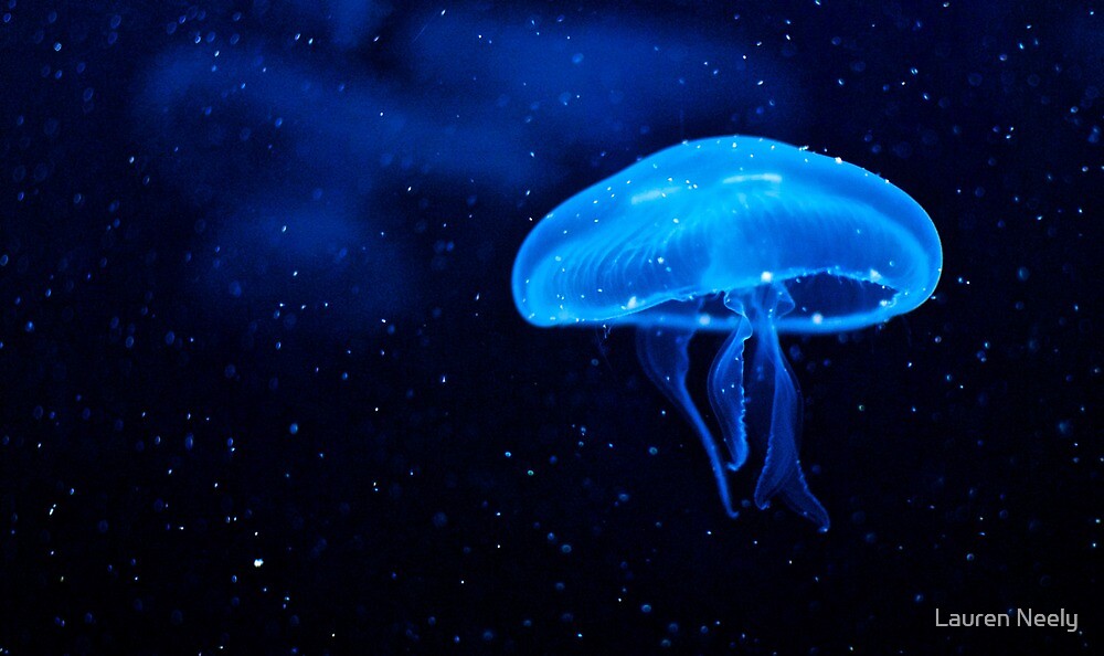 Small Jellyfish By Lauren Neely Redbubble   Flat,1000x1000,075,f 