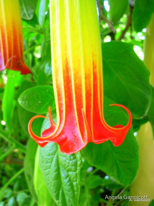 "Devil's Trumpet 1" Framed Prints by Angela Gannicott Redbubble