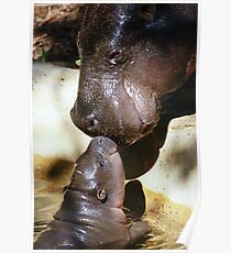 Pygmy Hippos Poster
