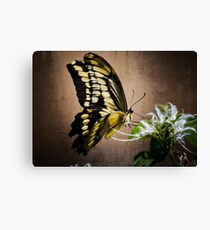 Swallowtail Canvas Print