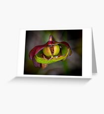 Pitcher Plant Greeting Card