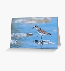 Semipalmated Sandpiper Grußkarte