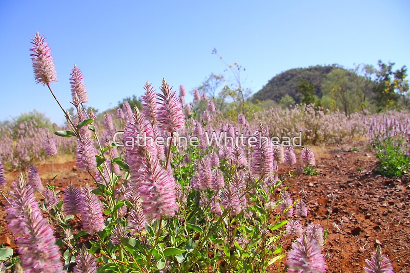 "Pink Mula Mula" by Catherine Whitehead | Redbubble