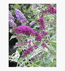 Buddleja Photographic Print