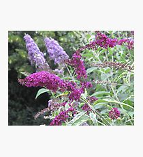 Buddleja Photographic Print