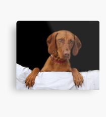 Come back Metal Print