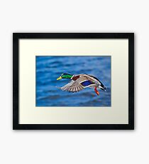 Going West Framed Print