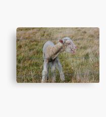 New born Metal Print