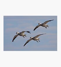 Snow Geese Trio Photographic Print