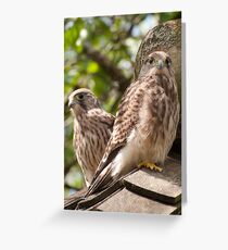 Kestrel Chicks Greeting Card
