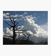 Dead tree and cumulus cloud Photographic Print