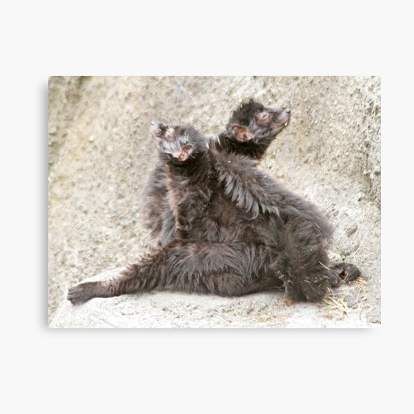 Two lemurs Canvas Print