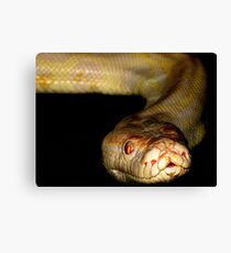 White Python - Up Close and Personal Canvas Print