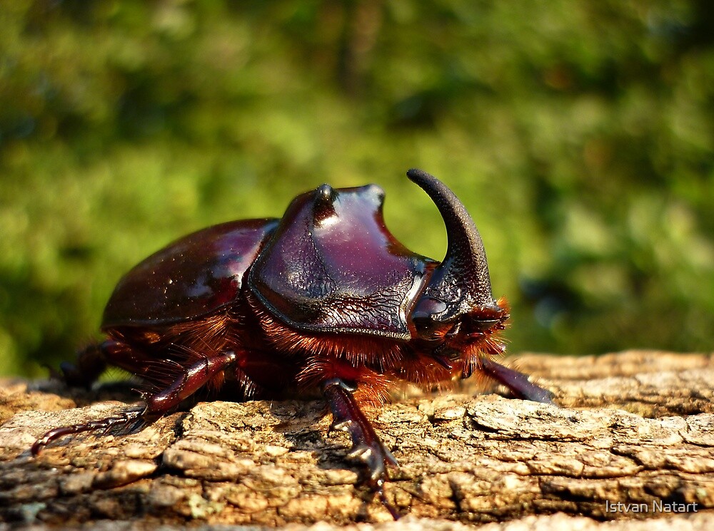 Rhinoceros Beetle