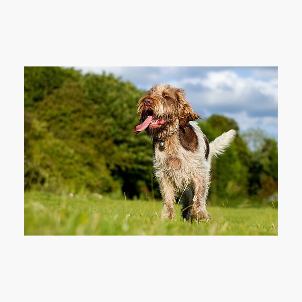 Savouring the moment Spinone Photographic Print