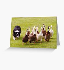 Ducks being herded by a Border Collie. Greeting Card